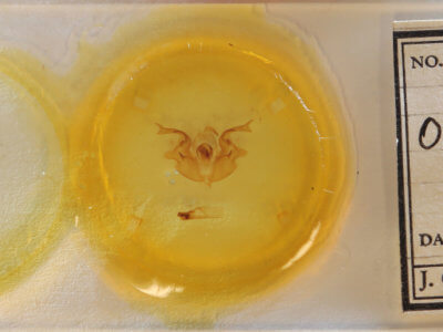 slide view of adult Orthosia pacifica