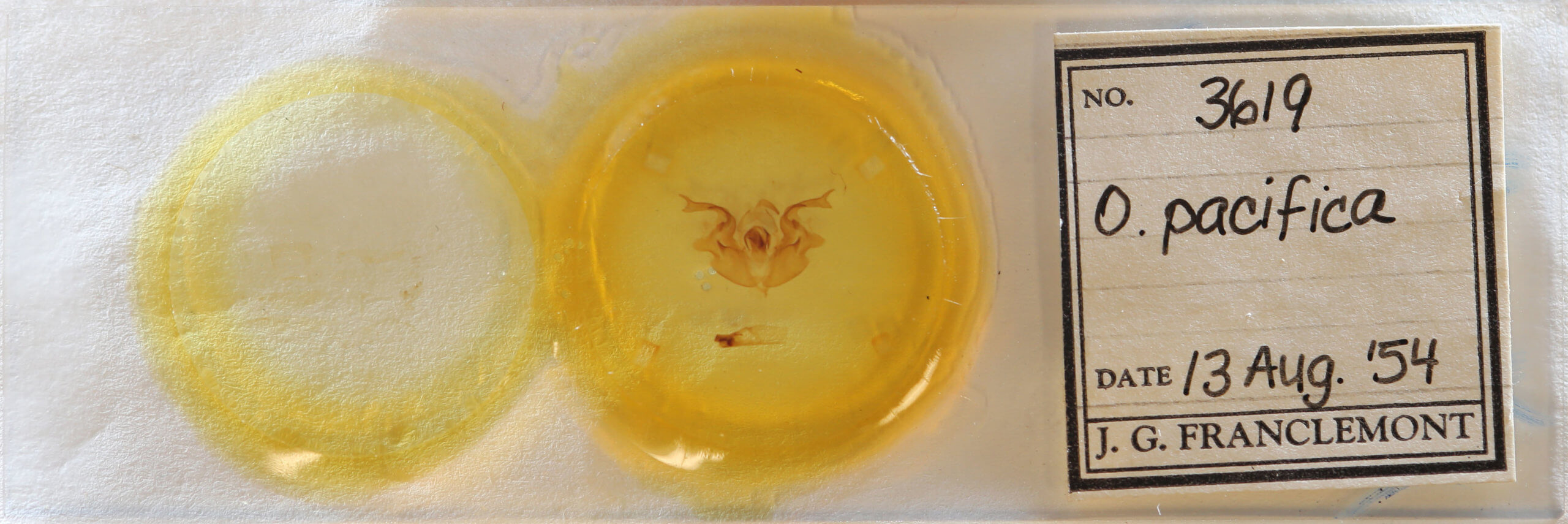 slide view of adult Orthosia pacifica