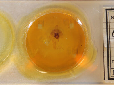 slide view of adult Orthosia pacifica