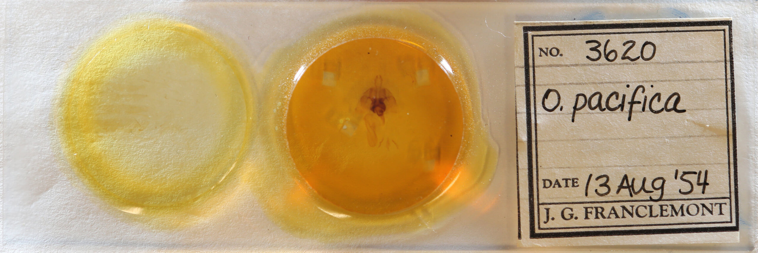 slide view of adult Orthosia pacifica