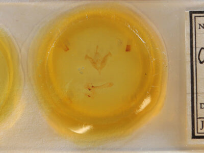 slide view of adult Orthosia behrensiana