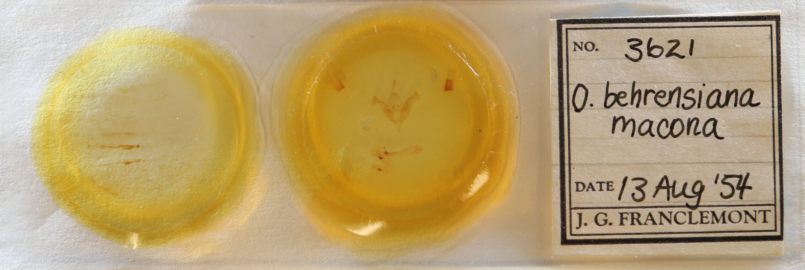 slide view of adult Orthosia behrensiana