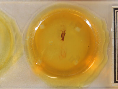 slide view of adult Orthosia behrensiana