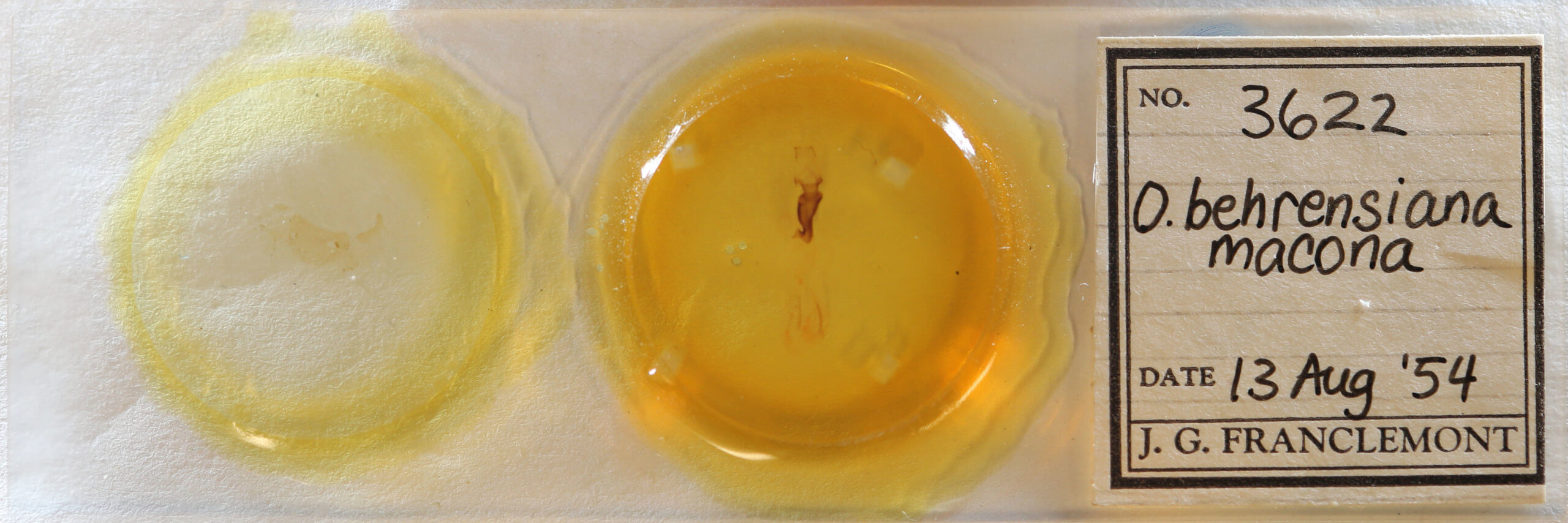 slide view of adult Orthosia behrensiana