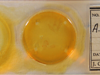 slide view of adult Apantesis parthenice