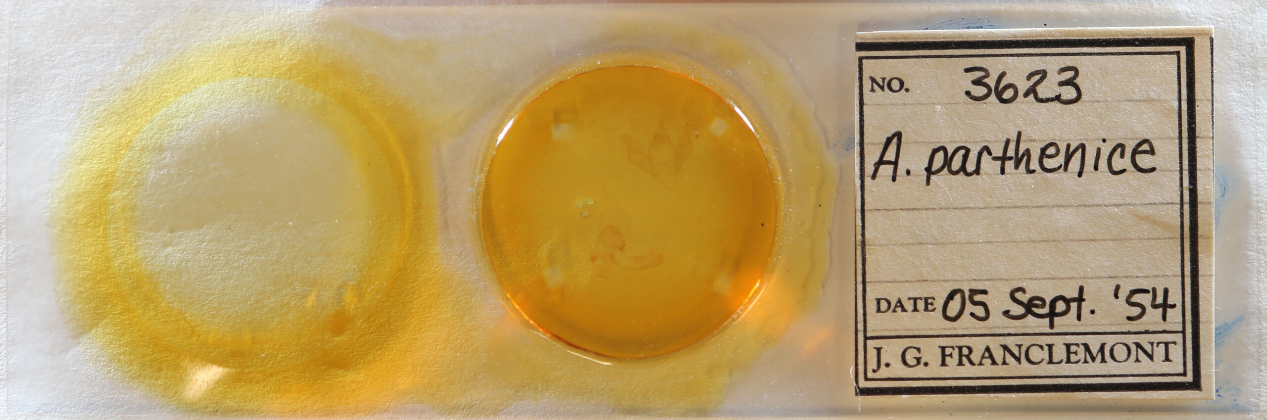 slide view of adult Apantesis parthenice