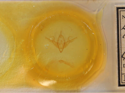 slide view of adult Lithophane longior