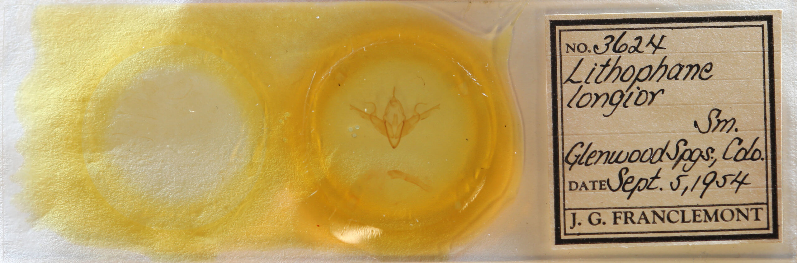 slide view of adult Lithophane longior