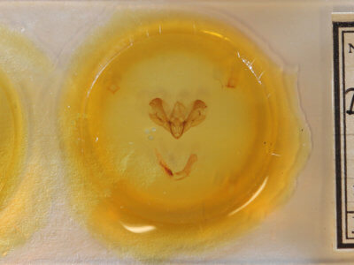 slide view of adult Dypterygia scabriuscula