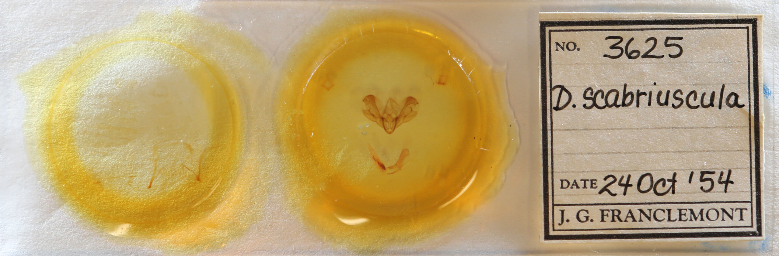 slide view of adult Dypterygia scabriuscula