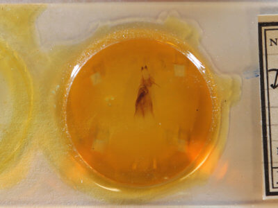 slide view of adult Dypterygia scabriuscula