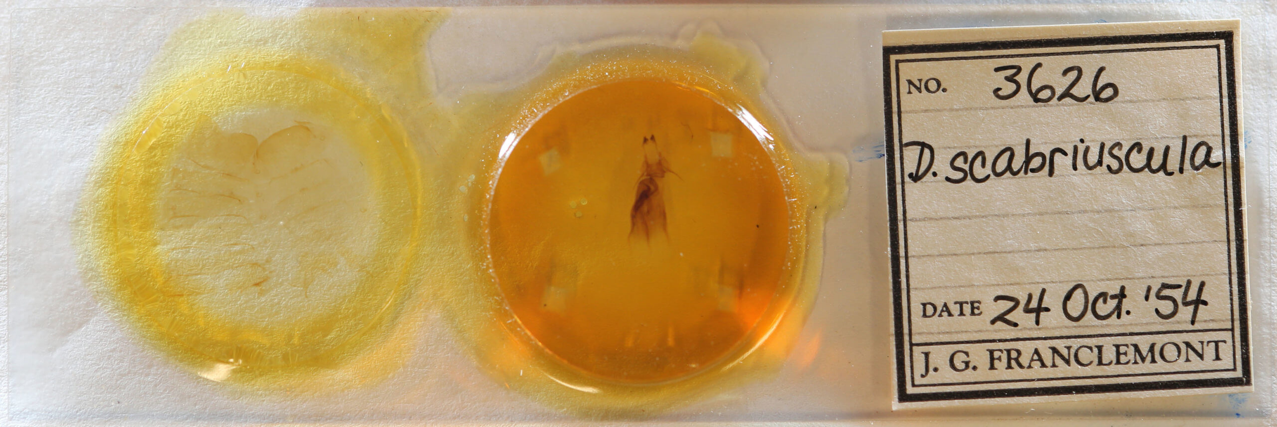 slide view of adult Dypterygia scabriuscula