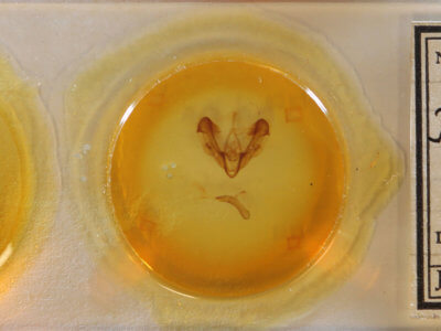 slide view of adult Dypterygia rozmani