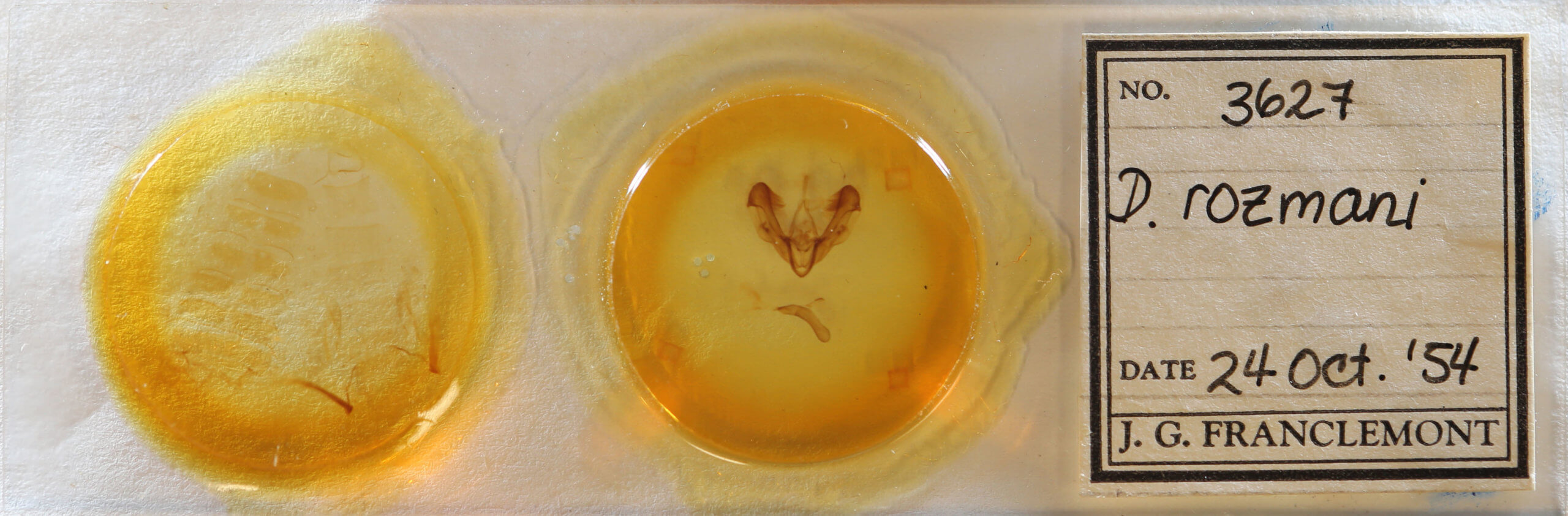 slide view of adult Dypterygia rozmani