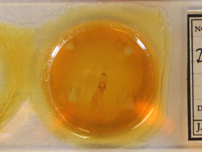 slide view of adult Dypterygia rozmani