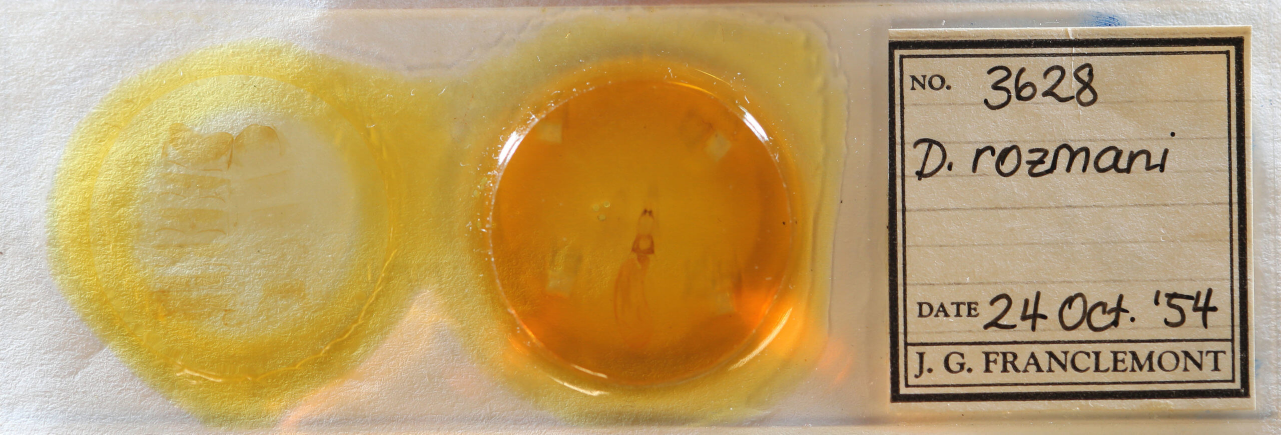 slide view of adult Dypterygia rozmani