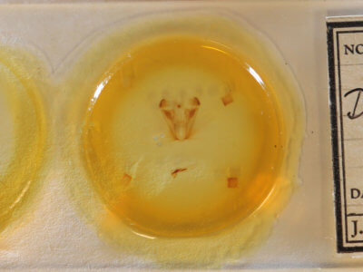 slide view of adult Dypterygia ligata