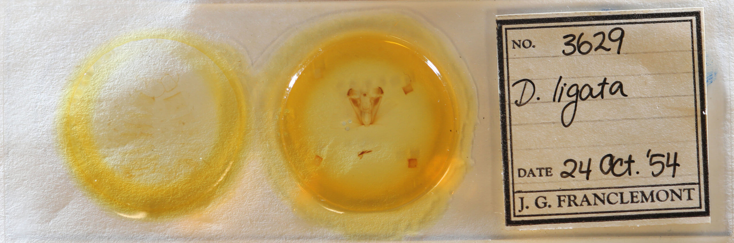 slide view of adult Dypterygia ligata