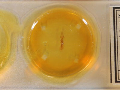 slide view of adult Dypterygia ligata