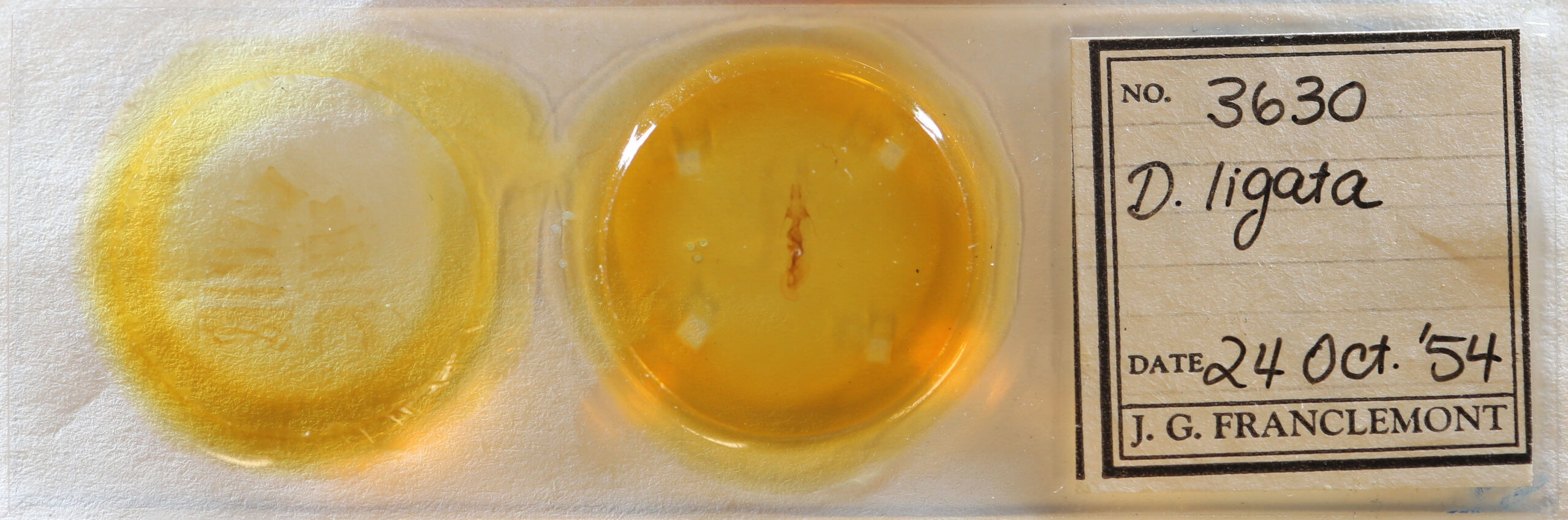 slide view of adult Dypterygia ligata