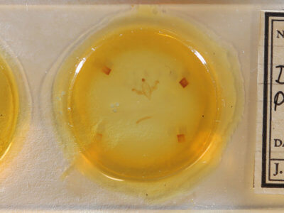 slide view of adult Dypterygia patina