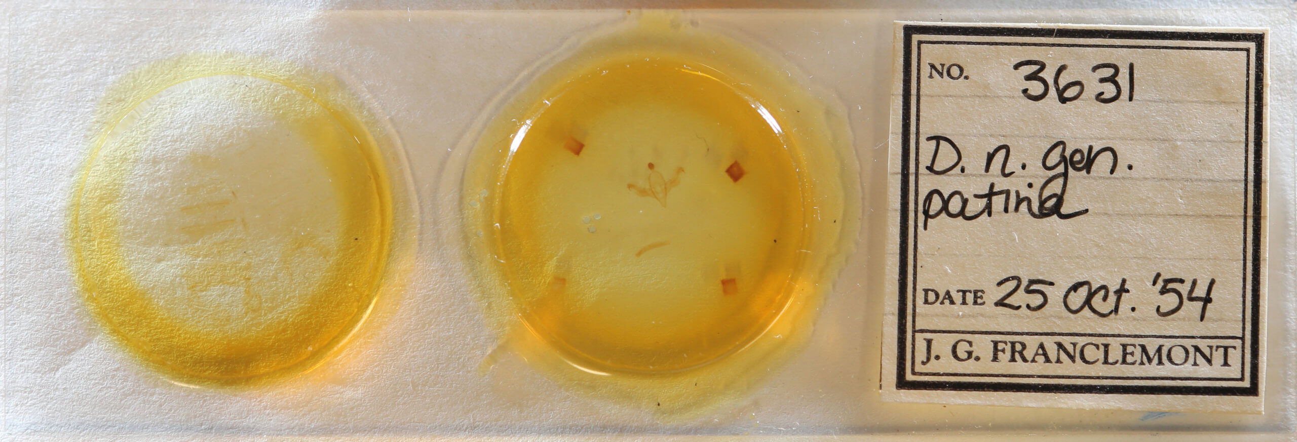 slide view of adult Dypterygia patina