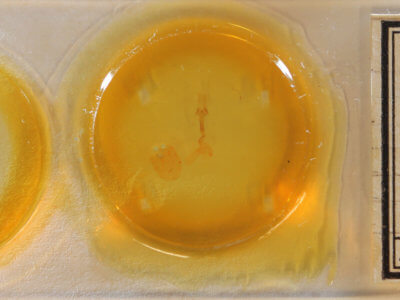 slide view of adult Dypterygia patina