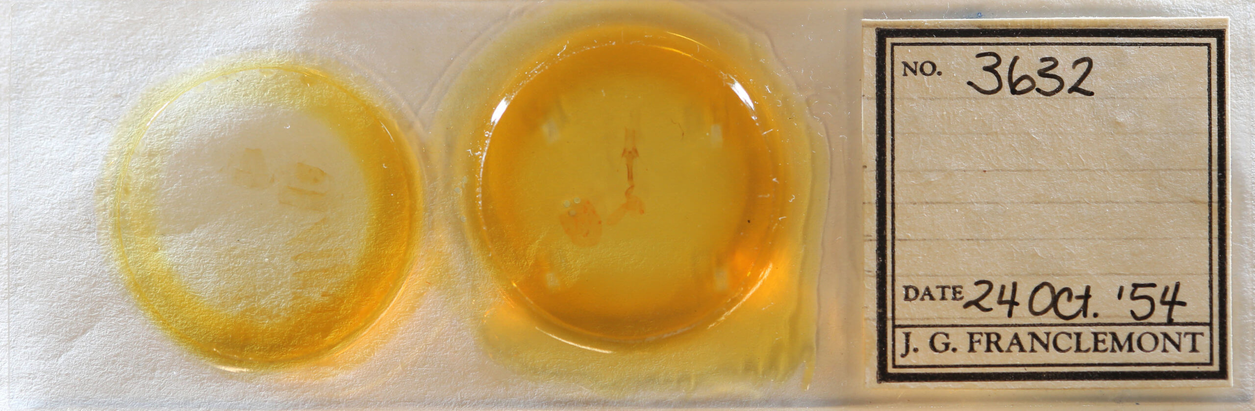 slide view of adult Dypterygia patina