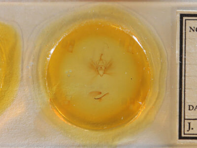 slide view of adult Dipterygina japonica