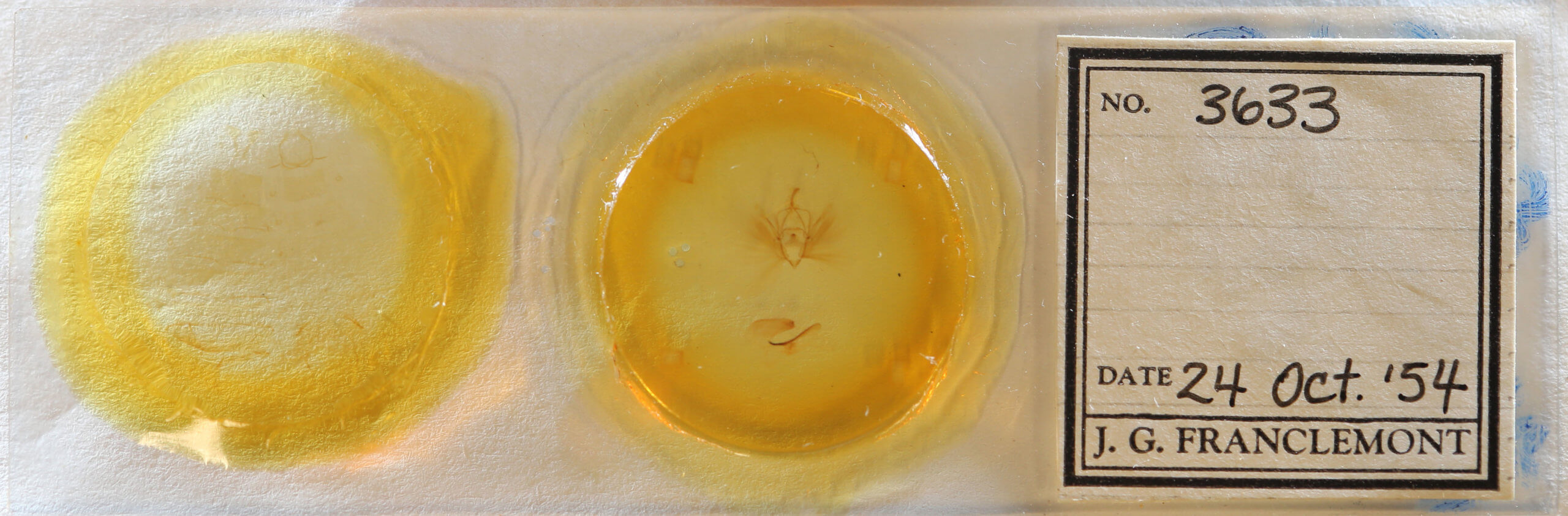 slide view of adult Dipterygina japonica