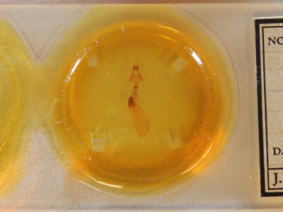 slide view of adult Dipterygina japonica