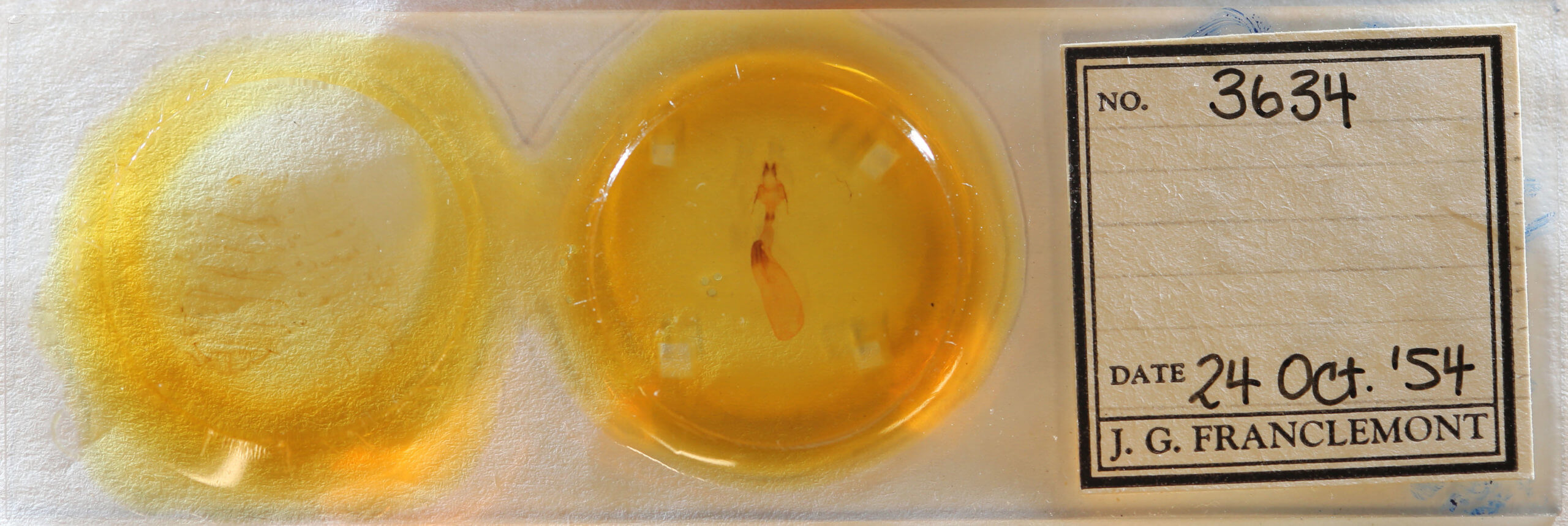 slide view of adult Dipterygina japonica