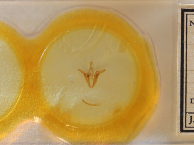 slide view of adult Euclidia cuspidea