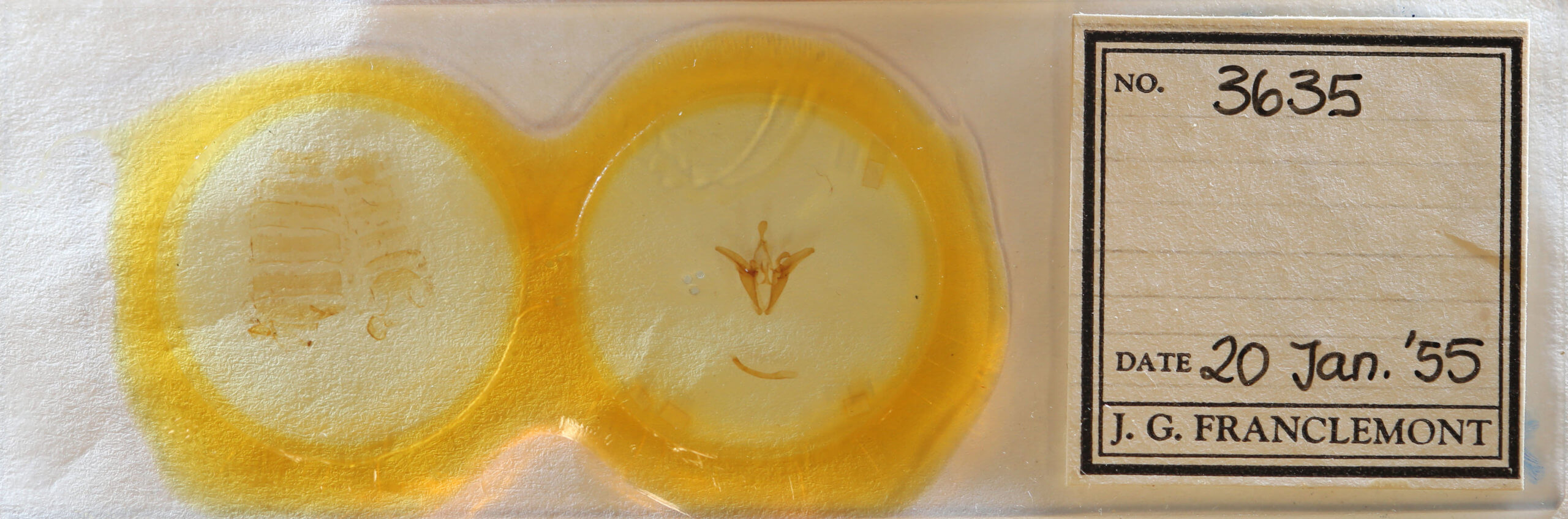 slide view of adult Euclidia cuspidea