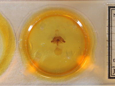 slide view of adult Euclidia cuspidea