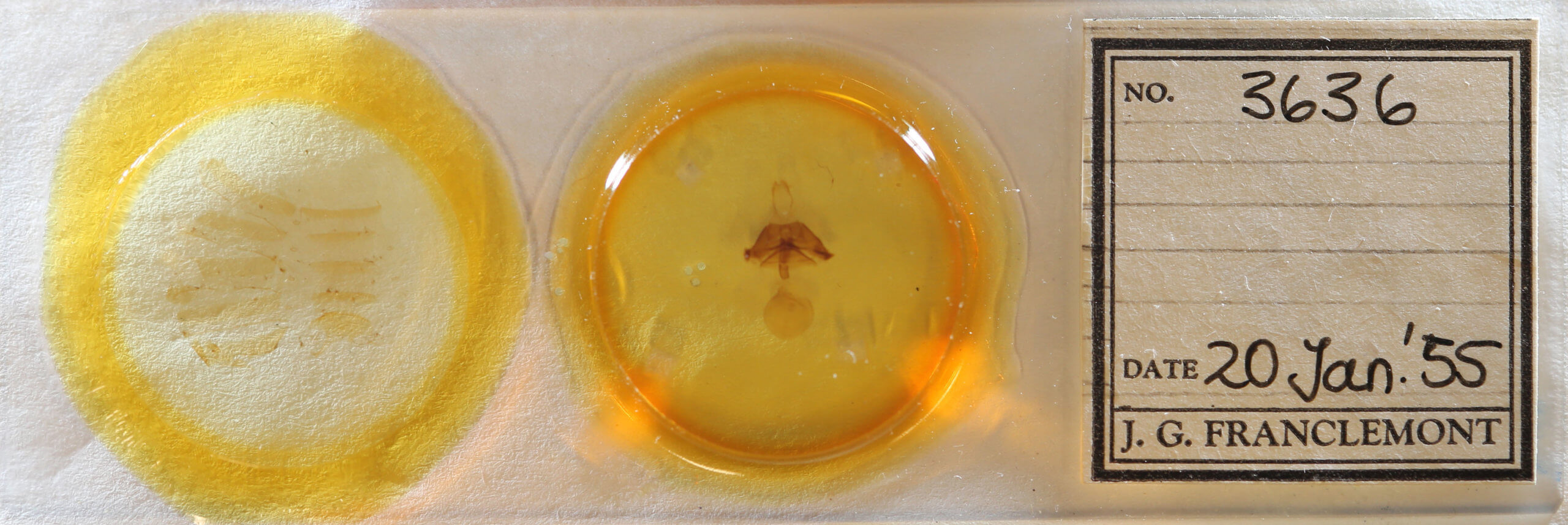 slide view of adult Euclidia cuspidea