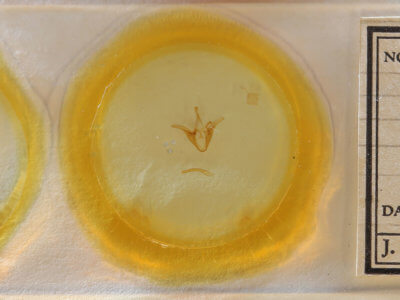 slide view of adult Euclidia cuspidea