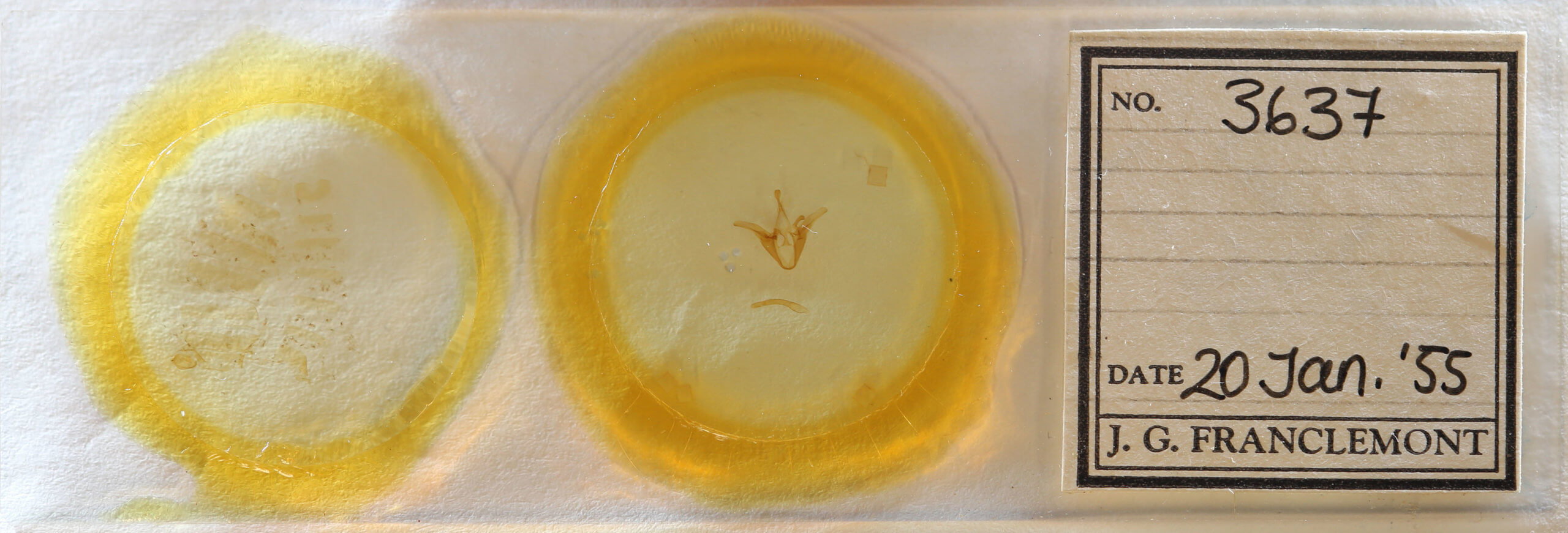 slide view of adult Euclidia cuspidea