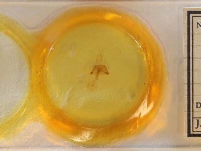 slide view of adult Euclidia cuspidea