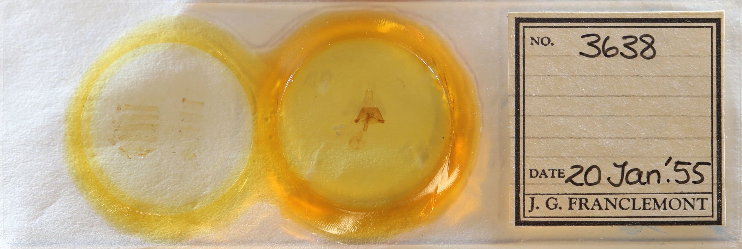 slide view of adult Euclidia cuspidea