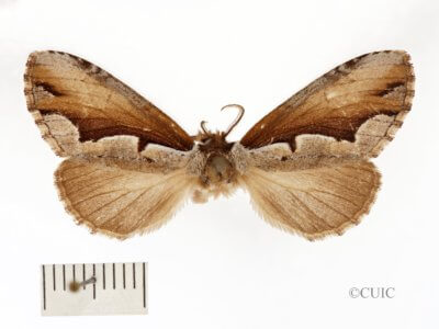 dorsal view of adult Nerica bidentata