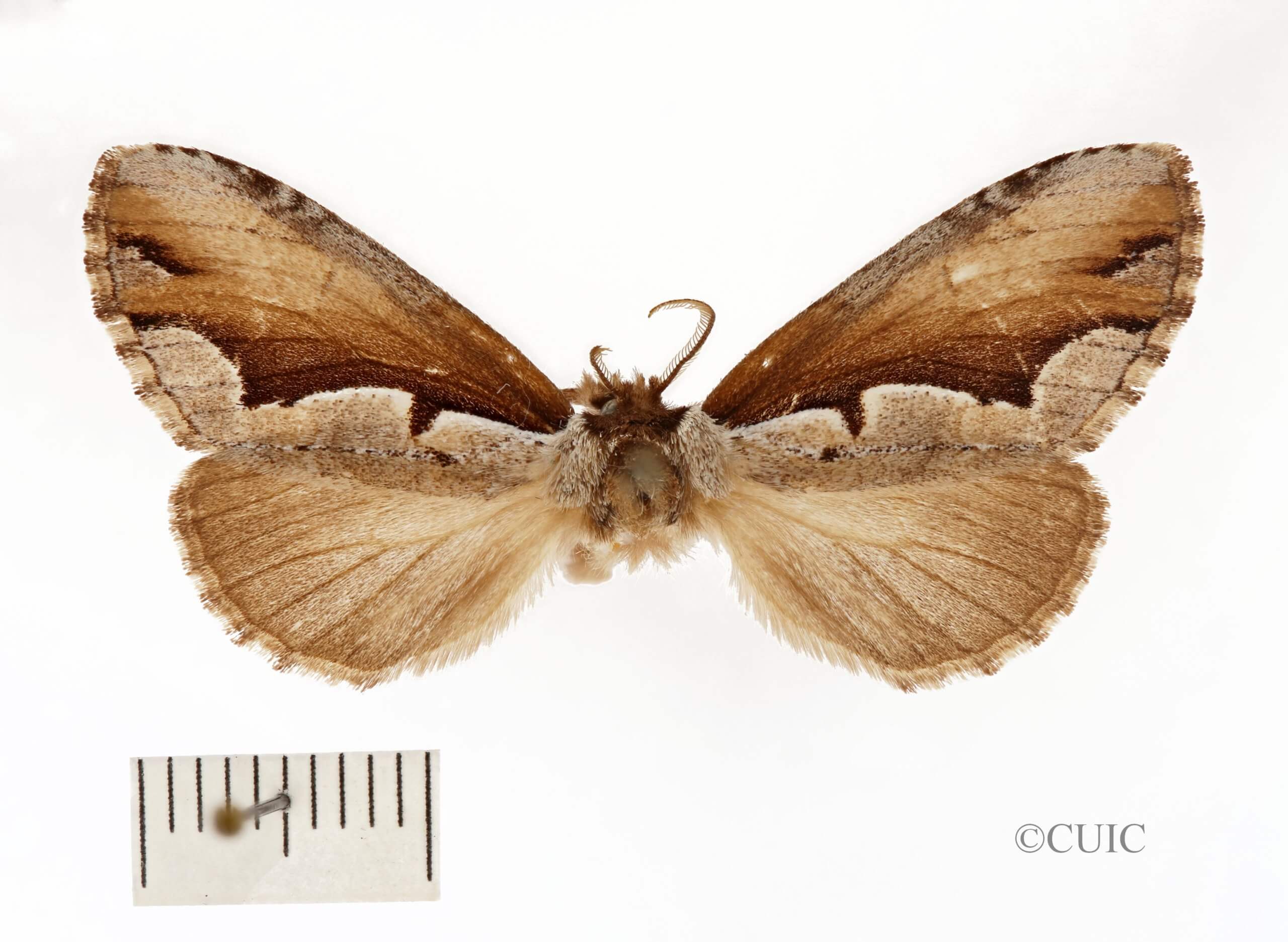 dorsal view of adult Nerica bidentata