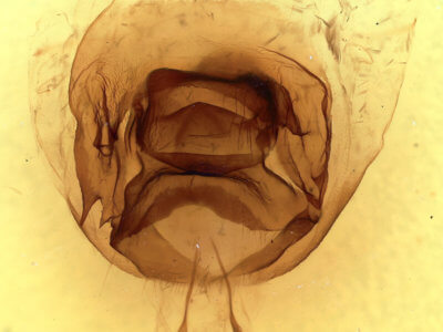genitalia view of adult Nerica bidentata