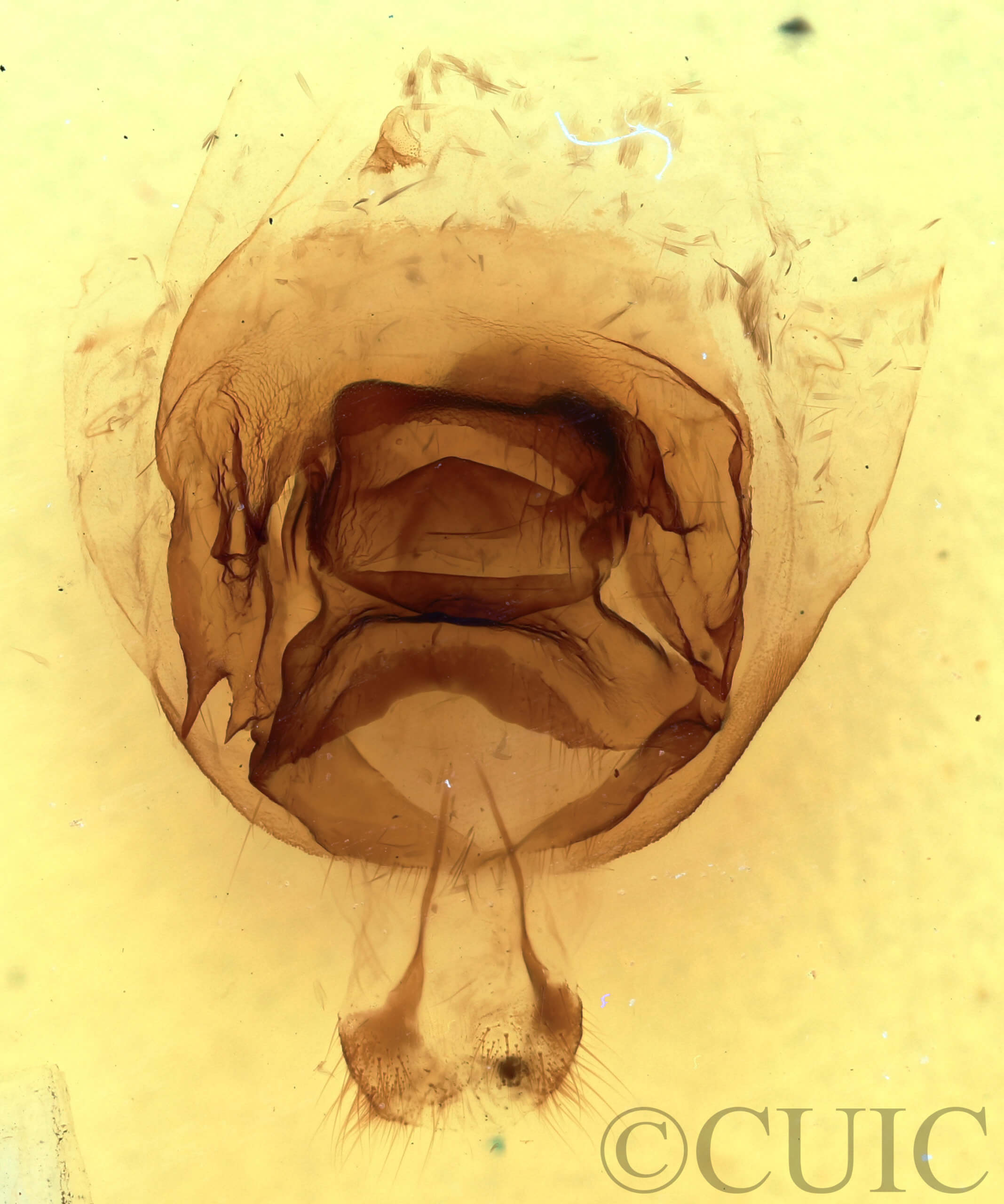 genitalia view of adult Nerica bidentata
