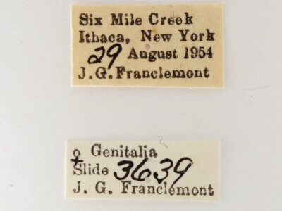 label view of adult Nerica bidentata