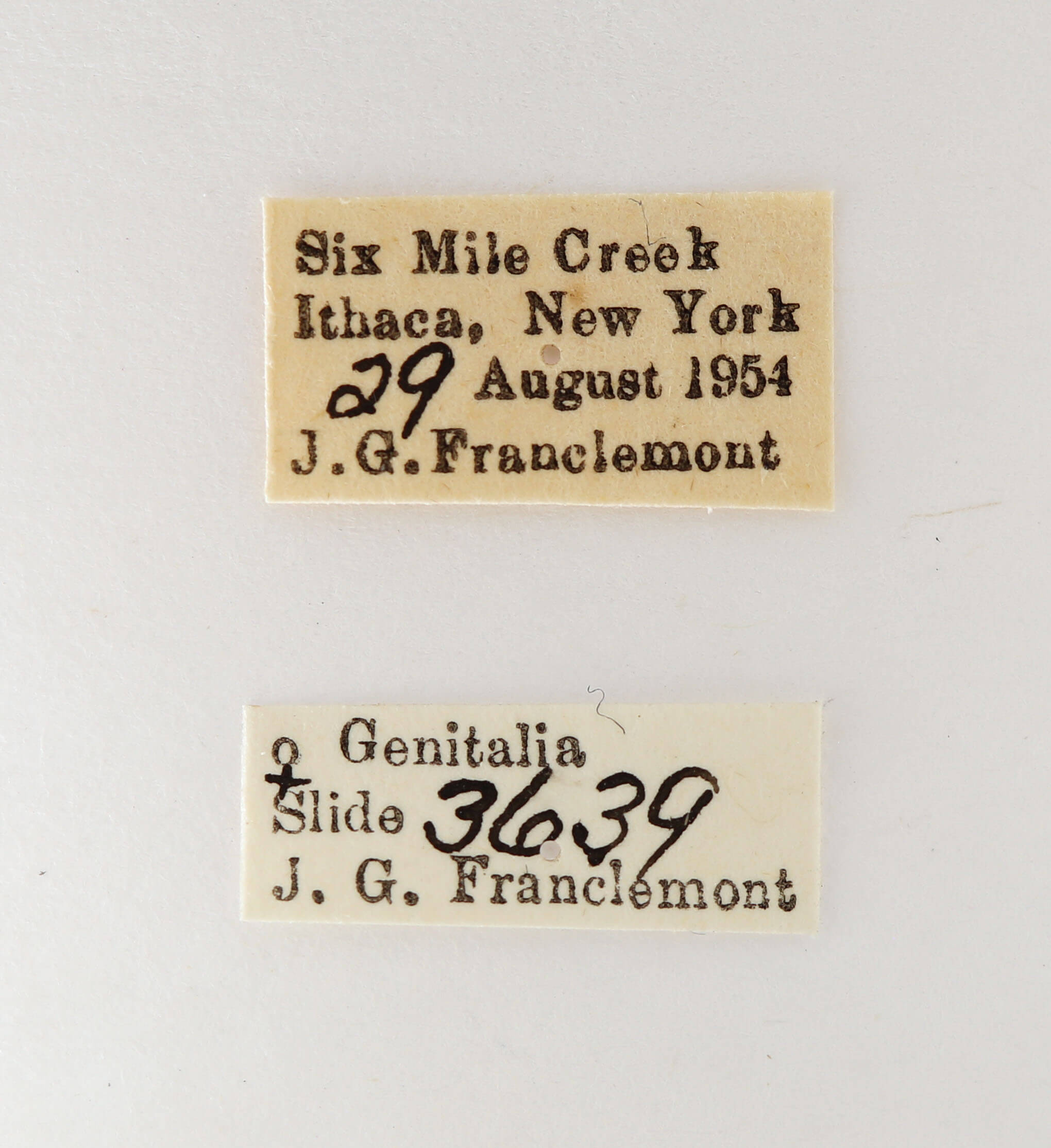 label view of adult Nerica bidentata