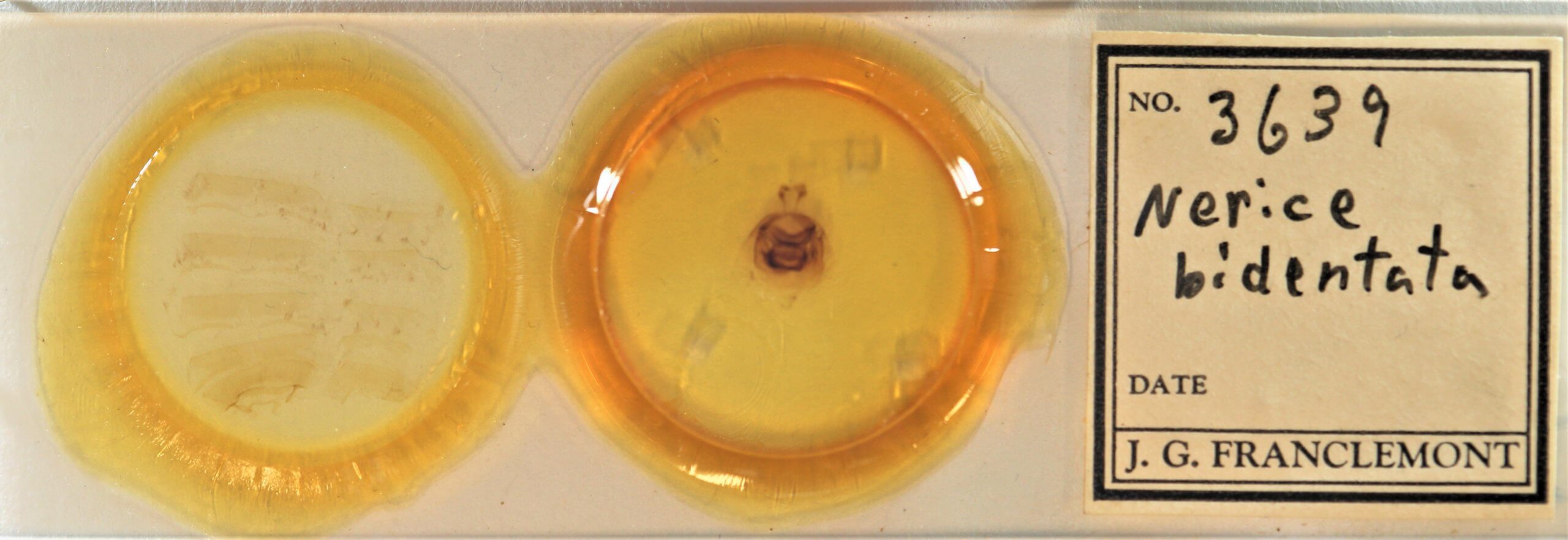 slide view of adult Nerica bidentata