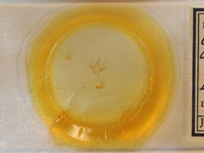 slide view of adult Cutina albopunctella