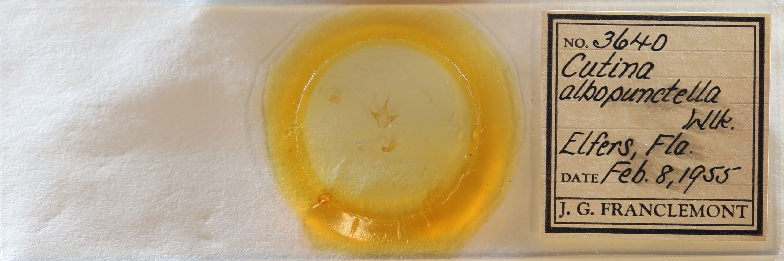 slide view of adult Cutina albopunctella