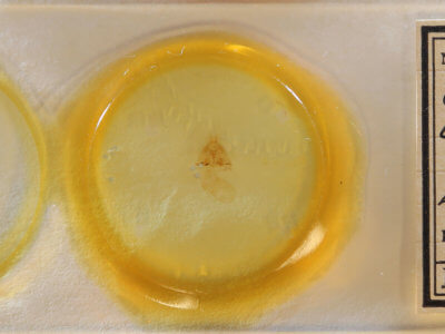 slide view of adult Cutina albopunctella